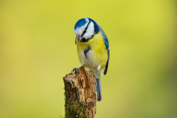 Single blue tit sitting on tree branch