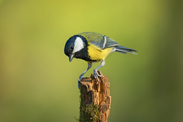 Single great tit sitting on tree branch