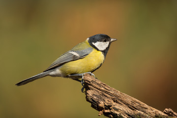 Single great tit sitting on tree branch