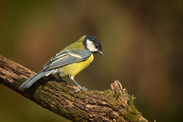 Single great tit sitting on tree branch