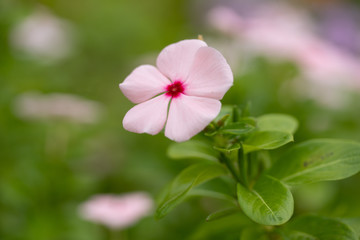 愛らしいピンクのニチニチソウ