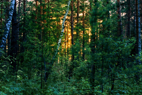 dark evening pine forest. Through the tree trunks the sun shines at sunset © Lema-lisa