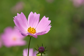 コスモスの花のクローズアップ