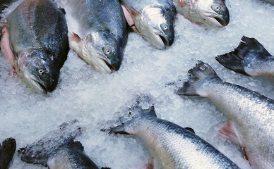 fish sea salmon lie on the ice in the store or in the kitchen of a restaurant