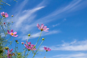 Obraz na płótnie Canvas ピンクのコスモスの花と澄んだ青空