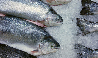 fish sea salmon lie on the ice in the store or in the kitchen of a restaurant