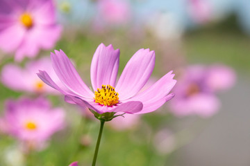 Fototapeta premium コスモスの花のクローズアップ