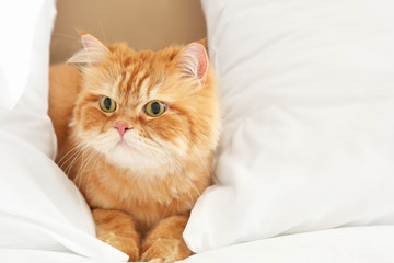 Fototapeta na wymiar Cute Persian cat lying on bed at home