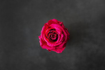 rote Rose
