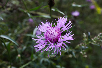 purple safflower flower