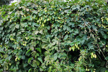 Obraz premium Growing green hops