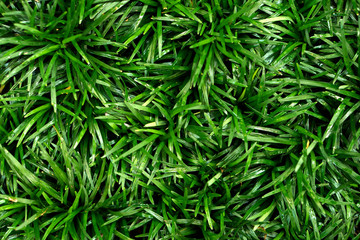 Green foliage background