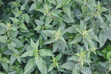 Green natural nettle