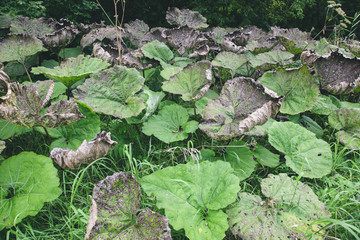 Large green leaves of burdock