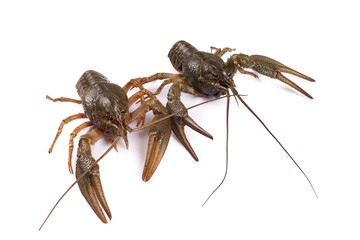 Crawfish. Isolated on a white background.