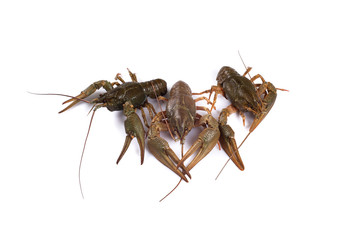 Crawfish. Isolated on a white background.
