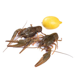 Crawfish. Isolated on a white background.
