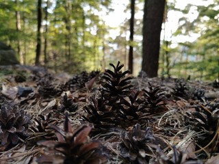 pine cones lying on the ground in the forest - autumn