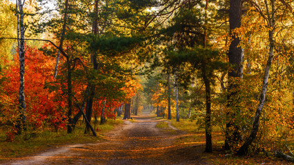 Autumn forest. Trees are painted with magnificent autumn colors. Morning. The sun's rays play in the branches.
