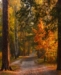 Photo sur Plexiglas Automne Forêt d& 39 automne. Les arbres sont peints de magnifiques couleurs d& 39 automne. Matin. Les rayons du soleil jouent dans les branches.
