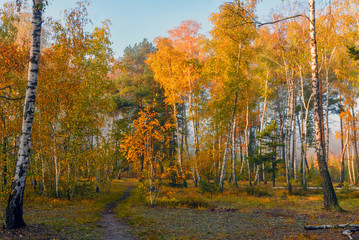 Forest. Nature paints trees in autumn colors.