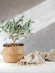 Small olive tree growing in pot. Bright scene with copy space