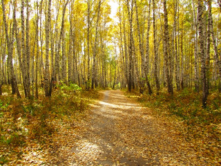 Sunny autumn day in the forest. Road in a birch grove in the fall. Golden autumn in Siberia. A suburb of Krasnoyarsk. Akademgorodok. The nature of Russia. Autumn landscape.