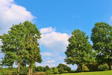 風景　空　緑　秋　日本　杤木