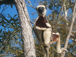 Lemur (Coquerel's Sifaka) (Propithecus coquereli) in a tree, Madagascar