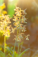 朝日を浴びて輝く花