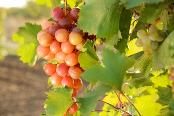 Fresh ripe juicy grapes growing in vineyard, closeup
