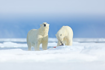 Fototapeta na wymiar Polar bears with killed seal. Two white bear feeding on drift ice with snow, Svalbard, Norway. Bloody nature with big animals. Dangerous bear with kill carcass. Arctic wildlife, animal food behaviour.