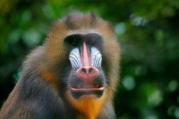 Mandrill, Mandrillus sphinx, sitting on tree branch in dark tropical forest. Animal in nature habitat, in forest. Detail portrait of monkey from central Africa, forest in Gabon.