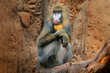 Mandrill, Mandrillus sphinx, sitting on tree branch in dark tropical forest. Animal in nature habitat, in forest. Detail portrait of monkey from central Africa, forest in Gabon.