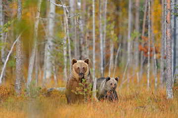 Bear hidden in yellow forest. Autumn trees with bear, mirror reflection. Beautiful brown bear walking around lake, fall colors.