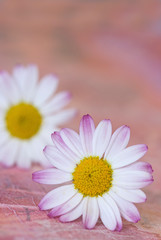 White And Pink Daisy Flowers