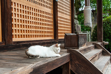 神社でくつろいでいる白い猫