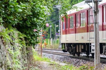 Obraz premium 線路のそばで咲いている紫陽花と電車