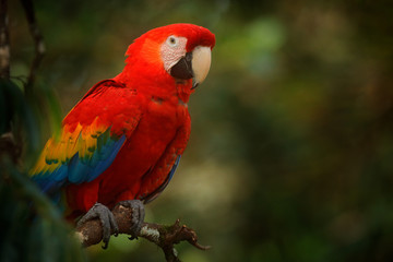 Fototapeta na wymiar Red parrot Scarlet Macaw, Ara macao, bird sitting on the branch with food, Amazon, Brazil. Wildlife scene from tropical forest. Beautiful parrot on tree in nature habitat.