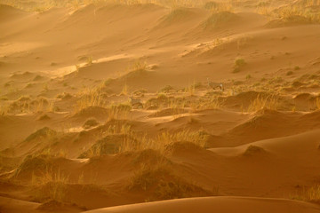 Gemsbok with orange sand dune evening sunset. Gemsbuck, Oryx gazella, large antelope in nature...