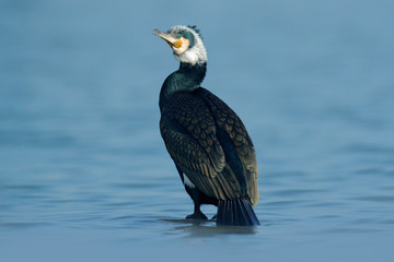 Great Cormorant, Phalacrocorax carbo, sitting in the blue water. Spring on the lake with beutiful bird. Wildlife scene from nature. Cormorant in the river habitat, Germany, Europe.
