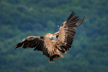 Vulture fight in nature. Griffon Vulture, Gyps fulvus, big bird flying in the forest mountain, nature habitat, Madzarovo, Bulgaria, Eastern Rhodopes. Wildlife scene from Balkan.