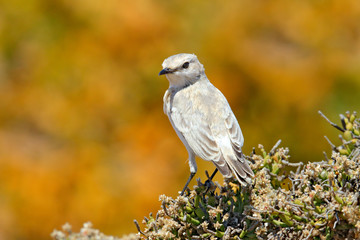 White bird sitting on the desert vegetation, yellow dune in the background, Wildlife in Namibia. Calendulauda erythrochlamys, Dune Lark, lives in the sand dunes of the Namib Desert, completely endemic
