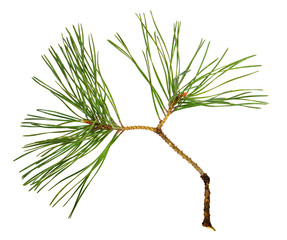 Closeup of pine twig