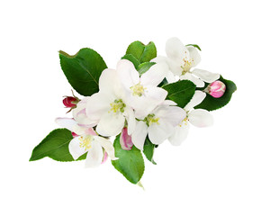 Flowers and leaves of apple tree