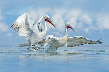 Bird in the water. Dalmatian pelican, Pelecanus crispus, landing in Lake Kerkini, Greece. Pelican with open wings. Wildlife scene from European nature.