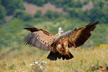 Vulture fight in nature. Griffon Vulture, Gyps fulvus, big bird flying in the forest mountain, nature habitat, Madzarovo, Bulgaria, Eastern Rhodopes. Wildlife scene from Balkan.