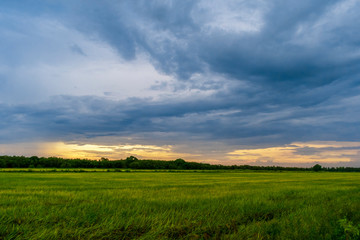 green field and blue sky