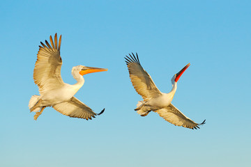 Fototapeta na wymiar White pelican, Pelecanus onocrotalus, landing in Lake Kerkini, Greece. Pelican with open wings. Wildlife scene from European nature. Bird in the water.