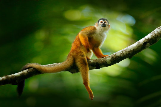 Monkey, long tail in tropic forest. Squirrel monkey, Saimiri oerstedii,  sitting on the tree trunk with green leaves, Corcovado NP, Costa Rica.  Monkey in the tropic forest vegetation. Wildlife nature. Stock Photo |